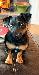 A picture of a dog