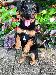 A picture of a dog