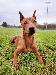 A picture of a dog