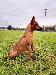 A picture of a dog
