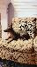 A picture of a dog