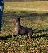 A picture of a dog