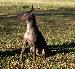 A picture of a dog